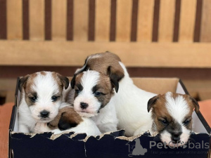 Photo №2 de l'annonce № 176340 de la vente jack russell terrier - acheter à Serbie 
