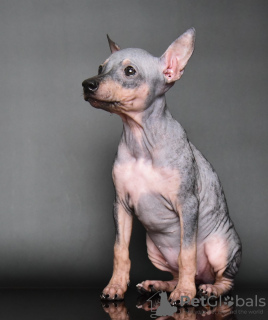 Photos supplémentaires: Chiots American Hairless Terrier