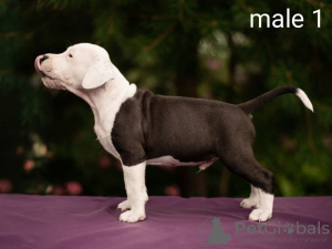 Photos supplémentaires: Chiots American Staffordshire Terrier