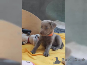 Photo №2 de l'annonce № 136863 de la vente labrador retriever - acheter à Allemagne 