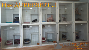 Photos supplémentaires: Hôtel pour chats Mur-Meow, Minsk