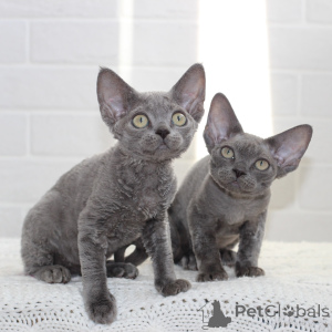 Photo №1. devon rex - à vendre en ville de Gamprin | négocié | Annonce № 164270