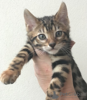 Photos supplémentaires: Chatons de race Bengal Cats disponibles pour les maisons de retraite