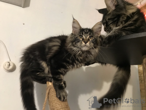 Photo №2 de l'annonce № 8570 de la vente maine coon - acheter à Ukraine de la fourrière