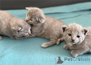 Photo №1. bleu russe - à vendre en ville de Copenvague | 350€ | Annonce № 151602