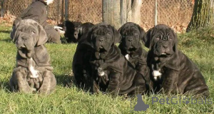 Photo №1. cane corso - à vendre en ville de Aalborg | 1€ | Annonce №173409