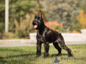 Photo №1. schnauzer géant - à vendre en ville de Borovlyany | 484€ | Annonce №172779