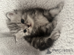 Photo №1. scottish fold - à vendre en ville de New york | 1136€ | Annonce № 68672