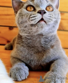 Photo №4. Je vais vendre british shorthair en ville de Munich. annonce privée - prix - 255€