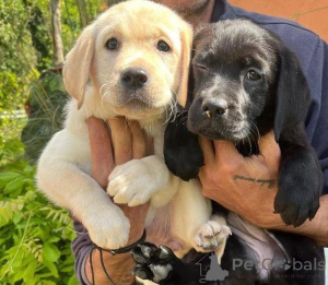 Photo №1. boxer - à vendre en ville de Bruxelles | négocié | Annonce №168862