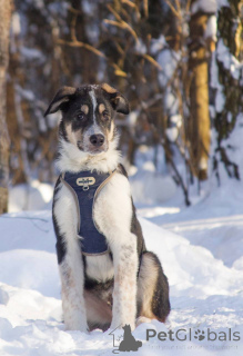 Photo №2 de l'annonce № 165827 de la vente chien bâtard - acheter à Fédération de Russie annonce privée
