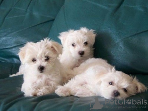 Photo №1. bichon maltais - à vendre en ville de Trierweiler | 159€ | Annonce №129624