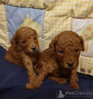 Photo №3. Chiots de zibeline de caniche brun.. Ukraine