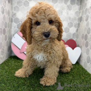 Photo №2 de l'annonce № 163936 de la vente  - acheter à La Grande-Bretagne annonce privée