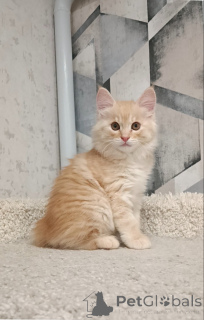 Photo №4. Je vais vendre bobtail des kouriles en ville de Berlin. annonce privée, de la fourrière, éleveur - prix - négocié