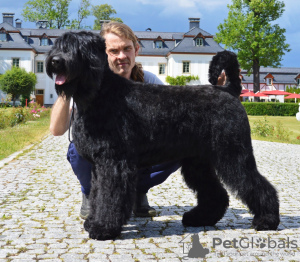 Photo №2 de l'annonce № 99694 de la vente terrier noir russe - acheter à Pologne éleveur