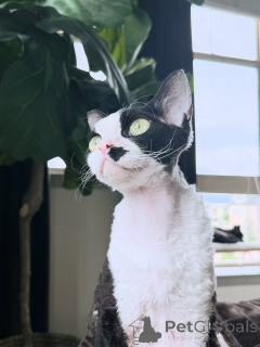 Photo №1. devon rex - à vendre en ville de Helsinki | 550€ | Annonce № 169155