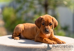 Photo №4. Je vais vendre chien de rhodésie à crête dorsale en ville de Москва. de la fourrière - prix - 1420€