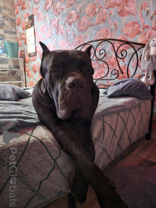 Photo №3. Nous offrons des chiots Kane Corso. Biélorussie