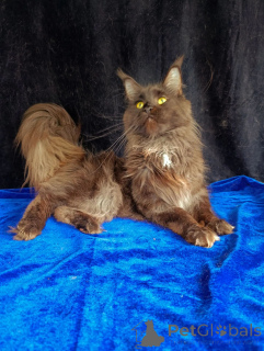 Photo №2 de l'annonce № 169055 de la vente maine coon - acheter à Fédération de Russie annonce privée