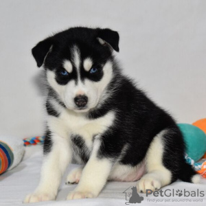 Photo №2 de l'annonce № 45615 de la vente husky de sibérie - acheter à USA annonce privée