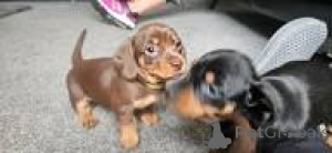 Photo №1. teckel - à vendre en ville de Lisbonne | 700€ | Annonce №165981