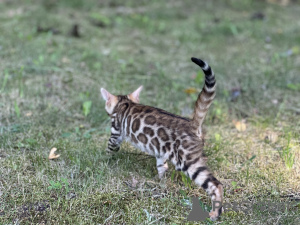 Photos supplémentaires: Garçon Savannah F2