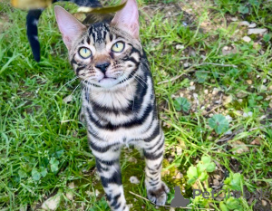 Photo №2 de l'annonce № 167688 de la vente bengal - acheter à La finlande 