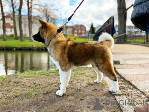 Photo №2 de l'annonce № 43974 de la vente akita américain - acheter à Pologne éleveur