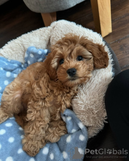Photo №3. Cavapoo Puppies pour adoption. Australie