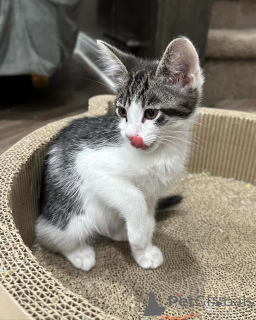 Photo №1. chat de gouttière - à vendre en ville de Munich | 500€ | Annonce № 150617