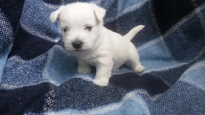 Photo №2 de l'annonce № 329 de la vente west highland white terrier - acheter à Biélorussie éleveur