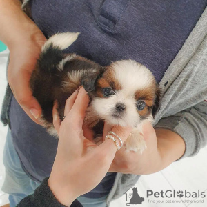 Photo №1. shih tzu - à vendre en ville de Berlin | 350€ | Annonce №96195