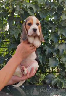 Photo №1. beagle - à vendre en ville de Бердянск | 350€ | Annonce №68895