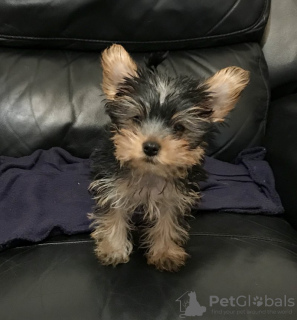 Photo №1. yorkshire terrier - à vendre en ville de Аугсбург | 265€ | Annonce №119355