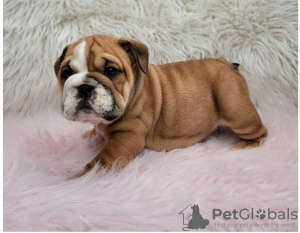 Photo №1. bulldog anglais - à vendre en ville de Bremen | Gratuit | Annonce №95086