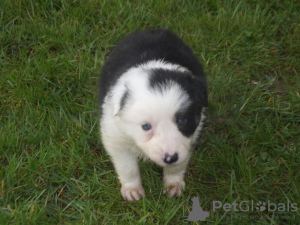 Photo №1. chien bâtard - à vendre en ville de Nuremberg | Gratuit | Annonce №123647