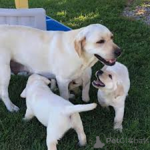 Photo №1. labrador retriever - à vendre en ville de Bruxelles | 700€ | Annonce №165232