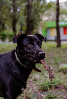 Photo №1. chien bâtard - à vendre en ville de Moscou | Gratuit | Annonce №157436