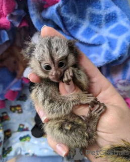 Photo №1.  - à vendre en ville de Allensbach | négocié | Annonce №165462