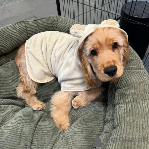 Photo №2 de l'annonce № 165206 de la vente cocker spaniel anglais - acheter à Belgique éleveur