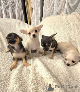 Photo №1. chihuahua - à vendre en ville de Zrénjanin | négocié | Annonce №161481