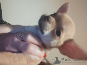 Photo №4. Je vais vendre chihuahua en ville de Limerick. annonce privée - prix - négocié