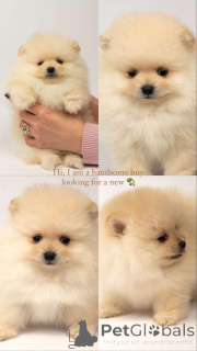 Photo №4. Je vais vendre  en ville de Belgrade.  - prix - négocié