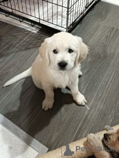 Photo №2 de l'annonce № 160265 de la vente golden retriever - acheter à USA annonce privée