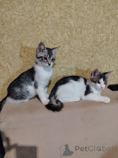 Photo №1. maine coon - à vendre en ville de Baranovichi | 16€ | Annonce № 164382