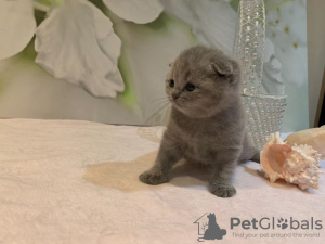 Photo №2 de l'annonce № 118355 de la vente scottish fold - acheter à Allemagne éleveur