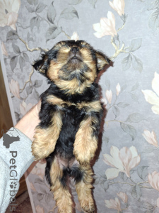 Photo №4. Je vais vendre biewer yorkshire terrier, yorkshire terrier en ville de Pärnu. annonce privée, de la fourrière, éleveur - prix - 650€