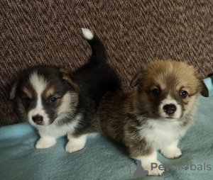 Photo №2 de l'annonce № 113345 de la vente welsh corgi - acheter à Serbie 