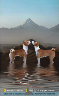 Photo №3. Chiots Basenji, rouge et blanc et tricolore. Serbie